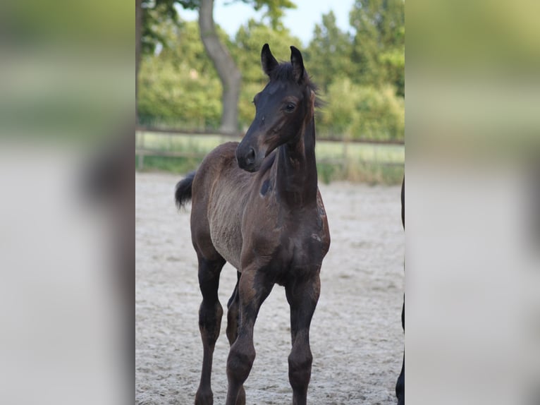 KWPN Jument 9 Ans 170 cm Bai in Etten-Leur