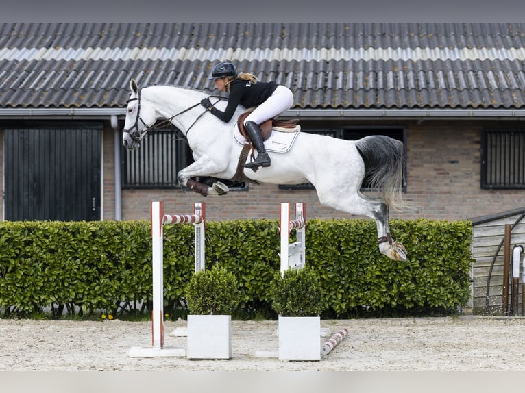 KWPN Jument 9 Ans 170 cm  in Waddinxveen