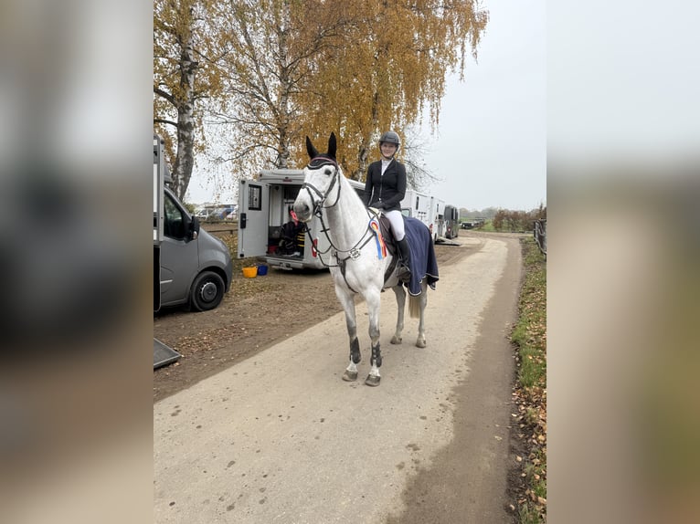 KWPN Jument 9 Ans 170 cm Gris in Lübeck