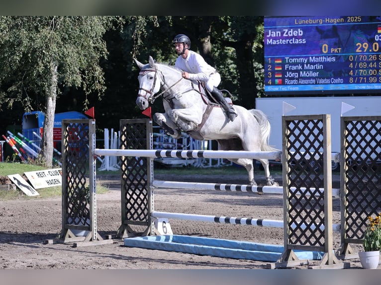 KWPN Jument 9 Ans 170 cm Gris in Lübeck