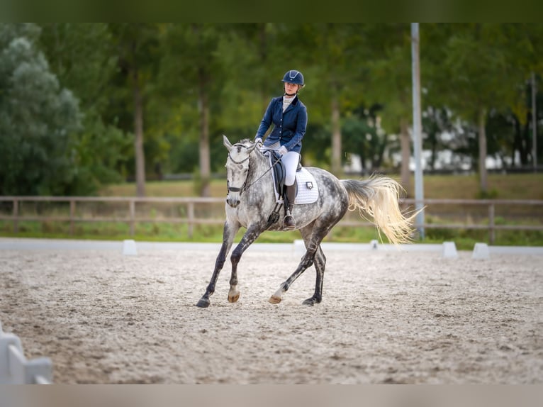 KWPN Jument 9 Ans 170 cm Gris pommelé in Dordrecht
