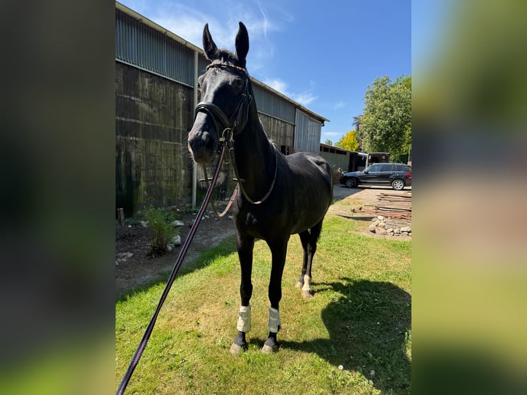 KWPN Jument 9 Ans 170 cm Noir in Gyula