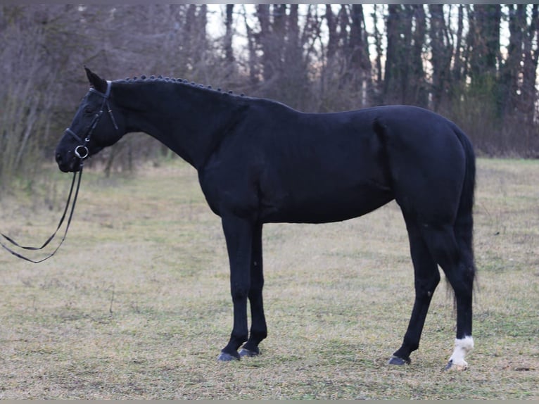 KWPN Jument 9 Ans 170 cm Noir in Gyula