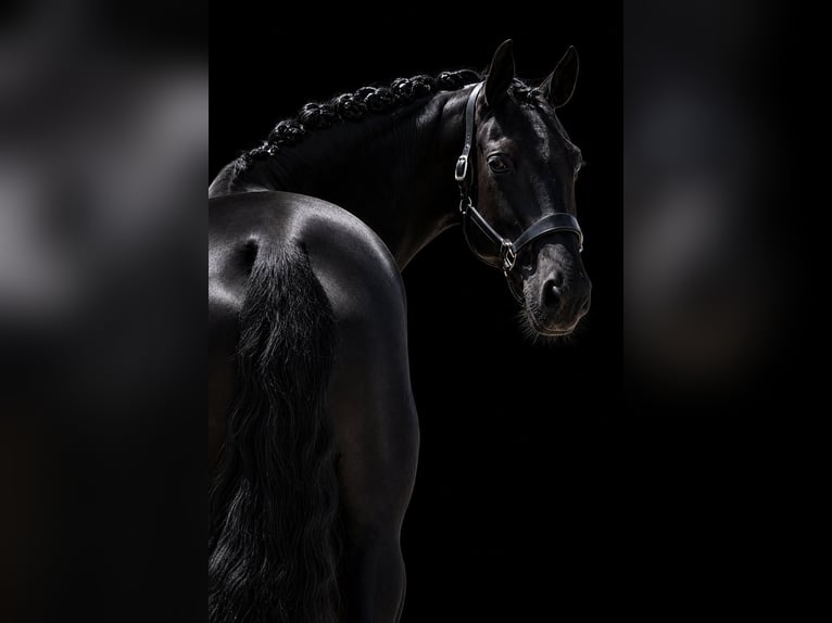 KWPN Jument 9 Ans 170 cm Noir in Nettersheim