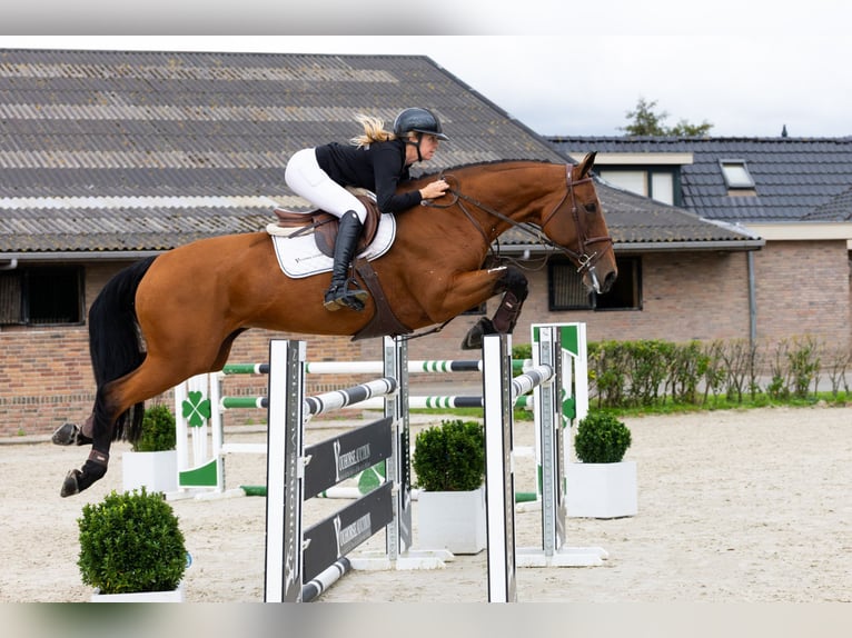 KWPN Jument 9 Ans 171 cm Bai in Waddinxveen KWPN Jument 9 Ans 171 cm Bai in Waddinxveen