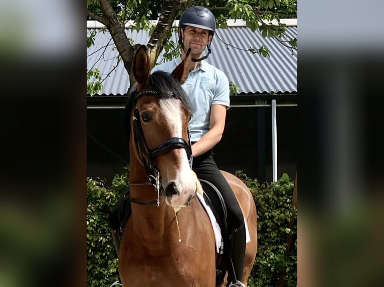 KWPN Jument 9 Ans 172 cm Bai in Neeritter