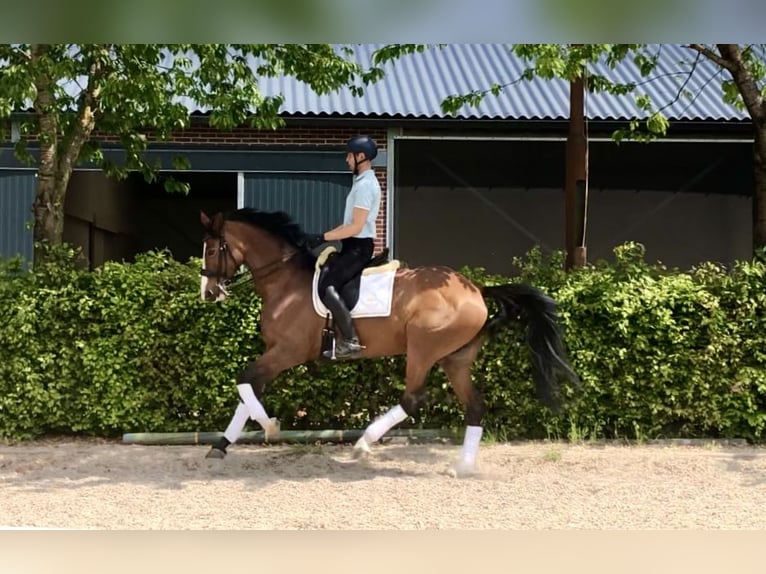 KWPN Jument 9 Ans 172 cm Bai in Neeritter