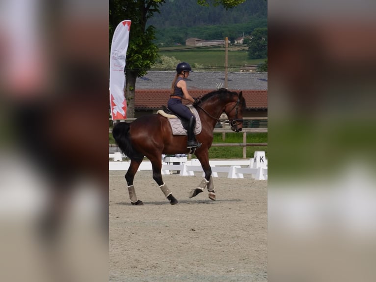 KWPN Jument 9 Ans 172 cm Bai in Sardieu