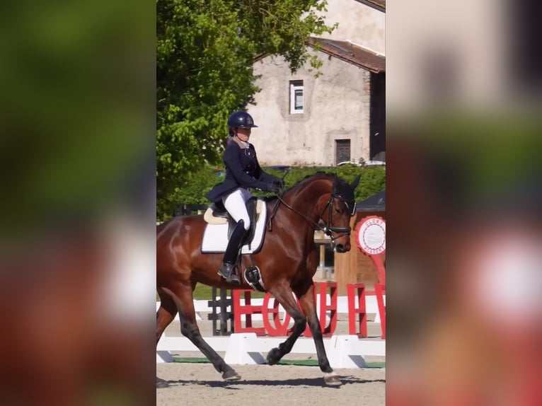 KWPN Jument 9 Ans 172 cm Bai in Sardieu