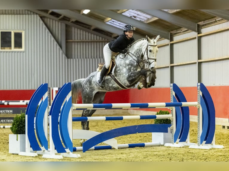 KWPN Jument 9 Ans 172 cm Gris in Waddinxveen