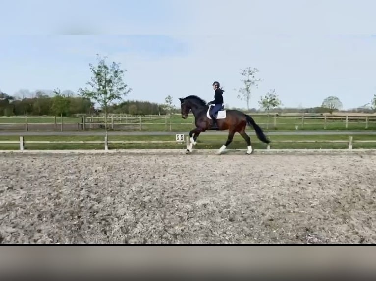 KWPN Jument 9 Ans 173 cm Bai brun in ErpErp