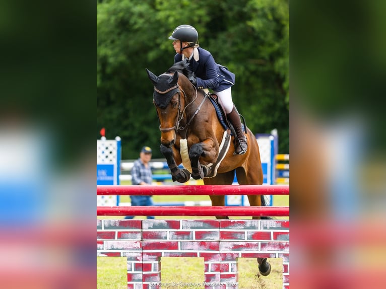 KWPN Jument 9 Ans 173 cm Bai brun in Belfeld