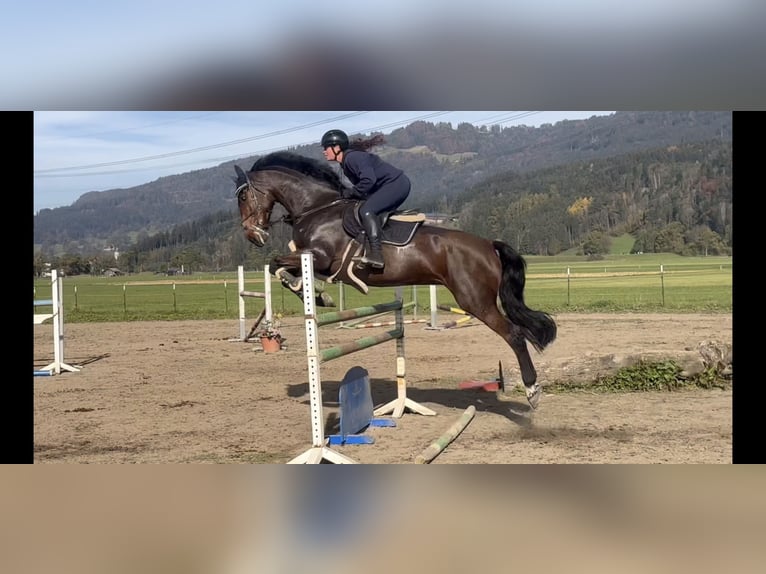 KWPN Jument 9 Ans 173 cm Bai in Schlins