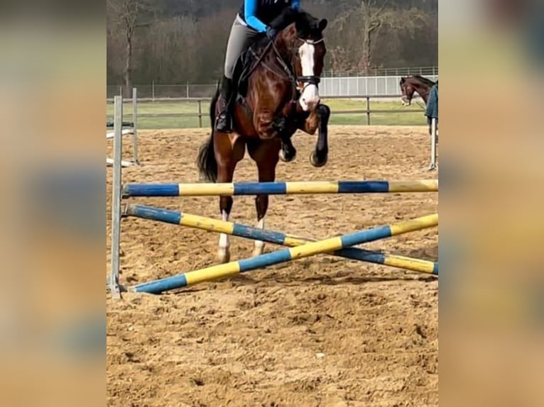 KWPN Jument 9 Ans 173 cm Bai in Üxheim KWPN Jument 9 Ans 173 cm Bai in Üxheim