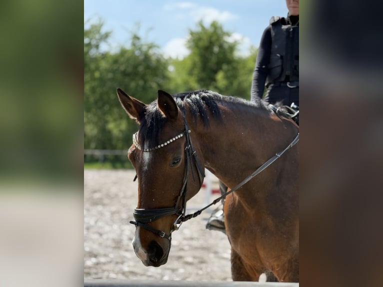 KWPN Jument 9 Ans 175 cm Bai in Grevenbroich