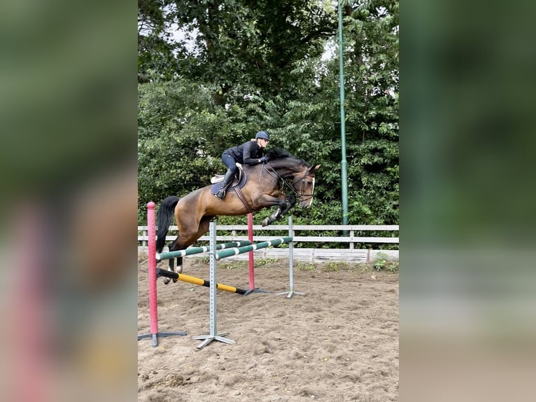 KWPN Jument 9 Ans 178 cm Bai brun in Bilthoven