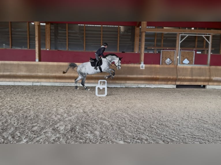 KWPN Jument 9 Ans 178 cm Gris moucheté in Coswig