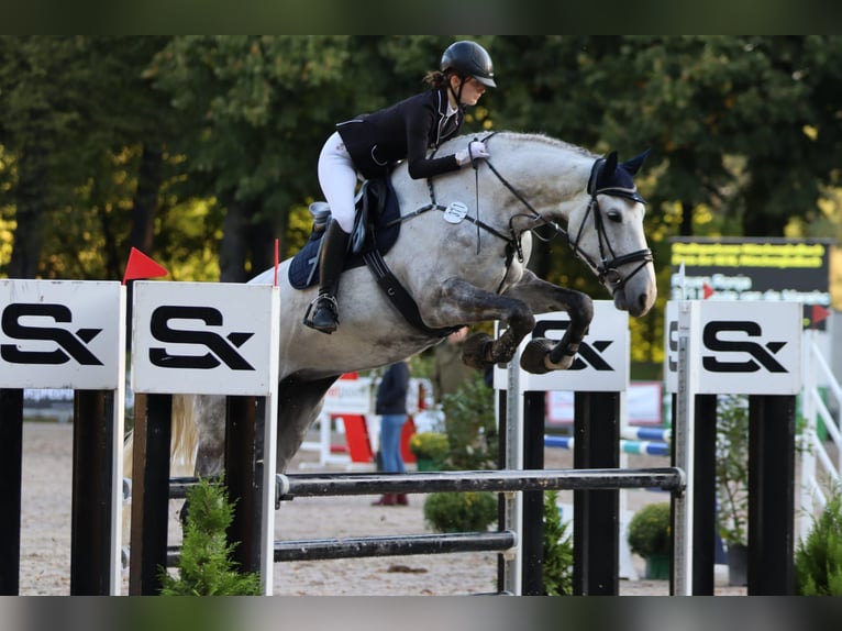 KWPN Jument 9 Ans 180 cm Gris in Grefrath