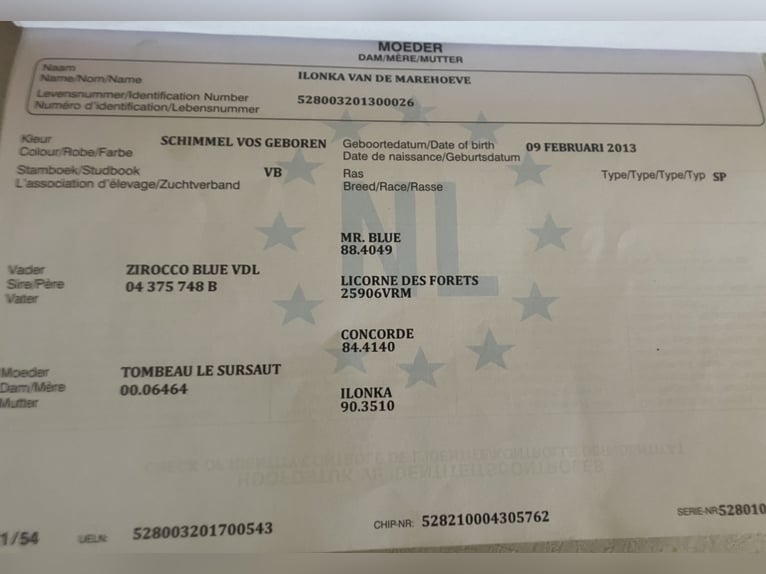 KWPN Jument 9 Ans 180 cm Gris in Grefrath