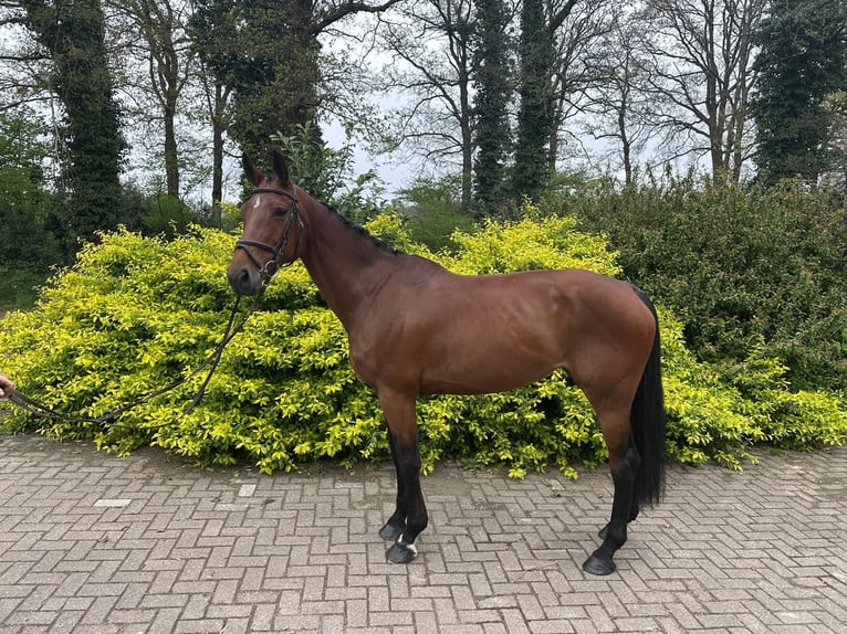 KWPN Jument 9 Ans Bai in GROTE BROGEL