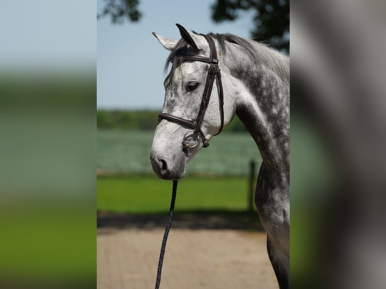KWPN Jument 9 Ans Blanc in GROTE BROGEL