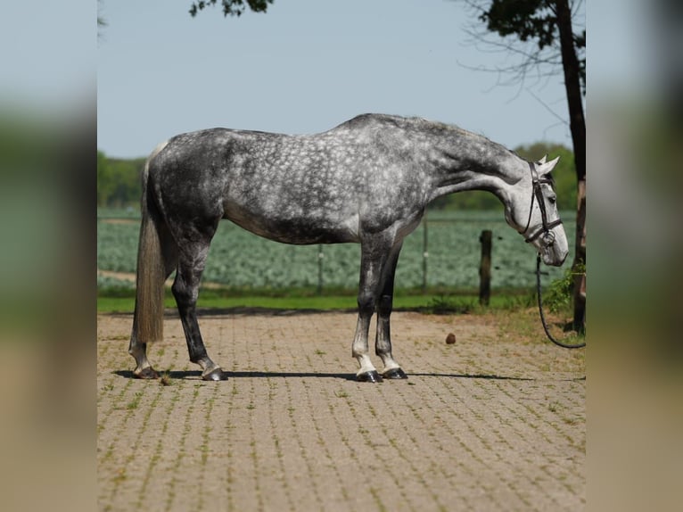 KWPN Jument 9 Ans Blanc in GROTE BROGEL