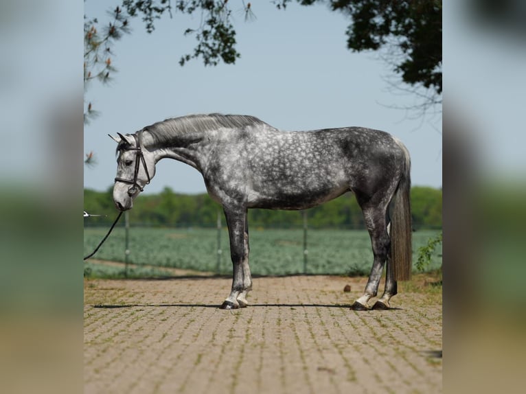 KWPN Jument 9 Ans Blanc in GROTE BROGEL