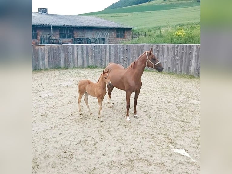 KWPN Croisé Jument Poulain (04/2024) 160 cm Alezan in Treffurt/ schnellmanshausen