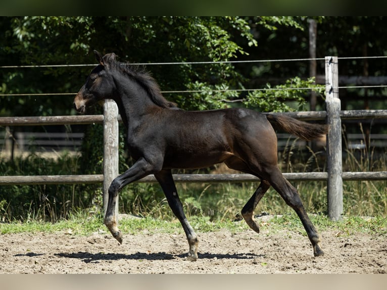 KWPN Jument Poulain (03/2025) 165 cm Bai in Ulicoten