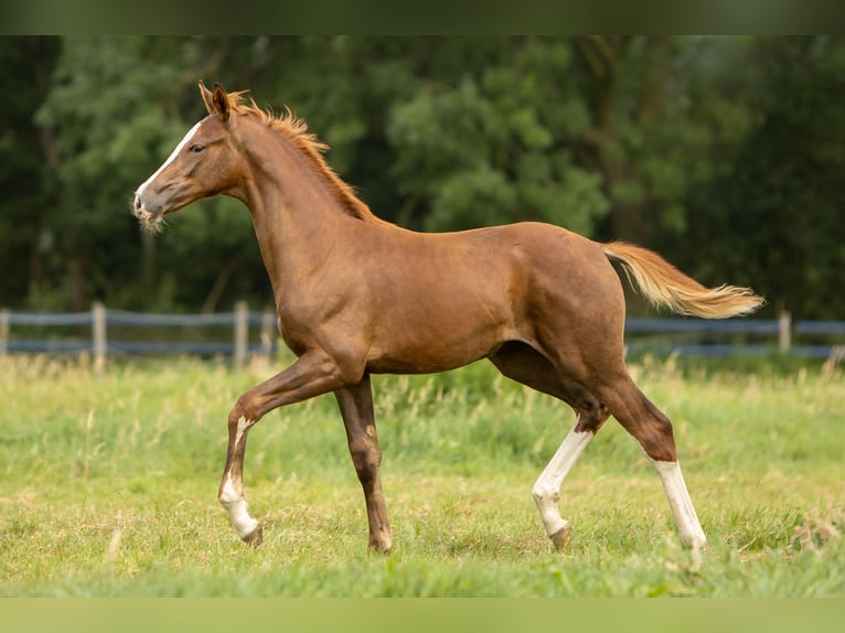 KWPN Jument Poulain (05/2024) 166 cm Alezan brûlé in Den DungenDen Dungen