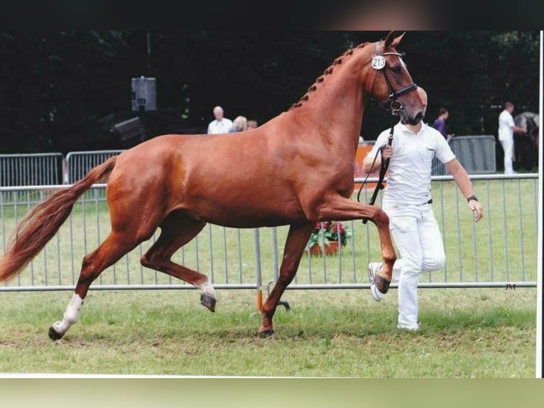 KWPN Jument Poulain (05/2024) 166 cm Alezan brûlé in Den DungenDen Dungen