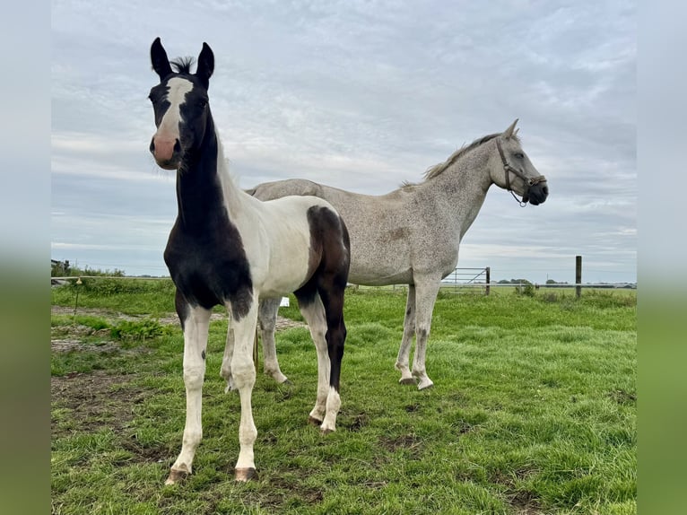 KWPN Jument Poulain (04/2025) 168 cm Pinto in Rinsumageast