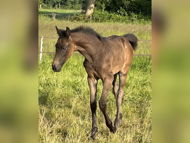 KWPN Jument  170 cm Bai brun in Hengelo