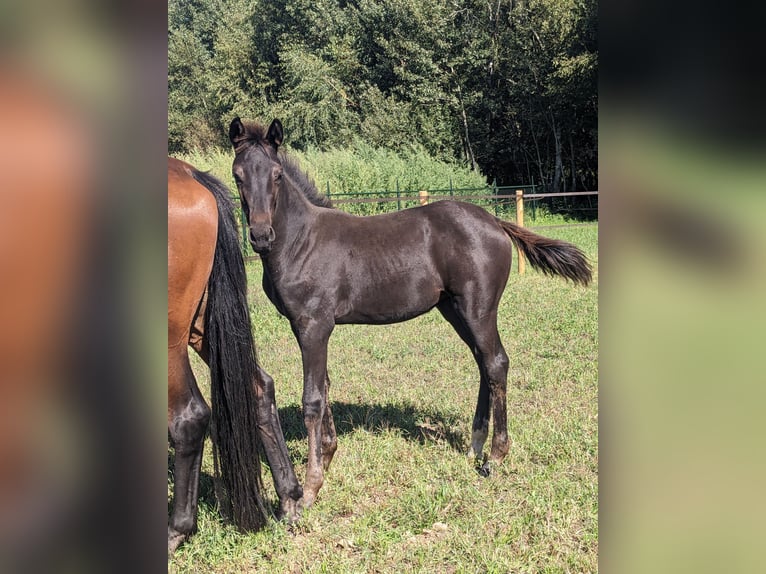 KWPN Jument Poulain (05/2025) 170 cm Bai brun foncé in Wellerlooi