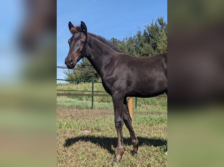 KWPN Jument Poulain (05/2025) 170 cm Bai brun foncé in Wellerlooi