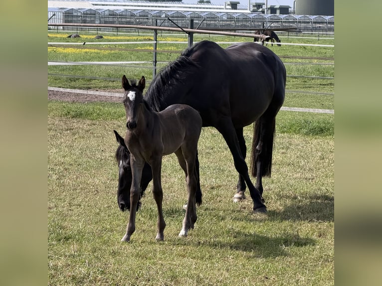 KWPN Jument Poulain (05/2026) 170 cm Noir in Mönchengladbach