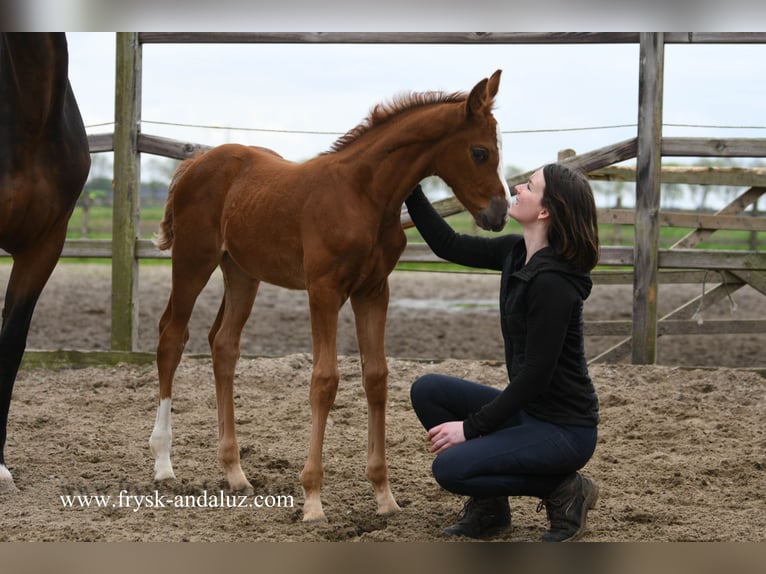 KWPN Jument Poulain (03/2024) 174 cm Alezan brûlé in Mijnsheerenland