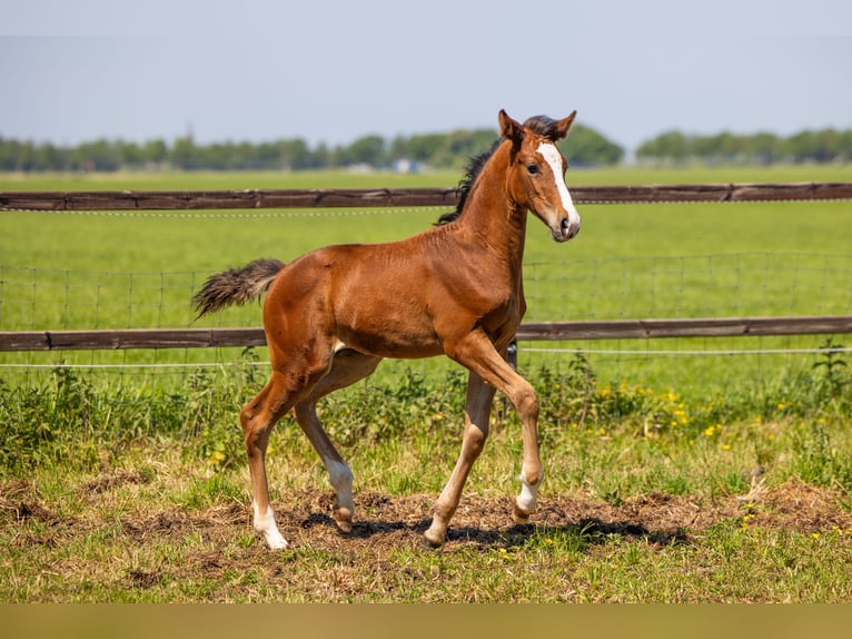 KWPN Jument Poulain (03/2026) 174 cm Bai in Purmerend