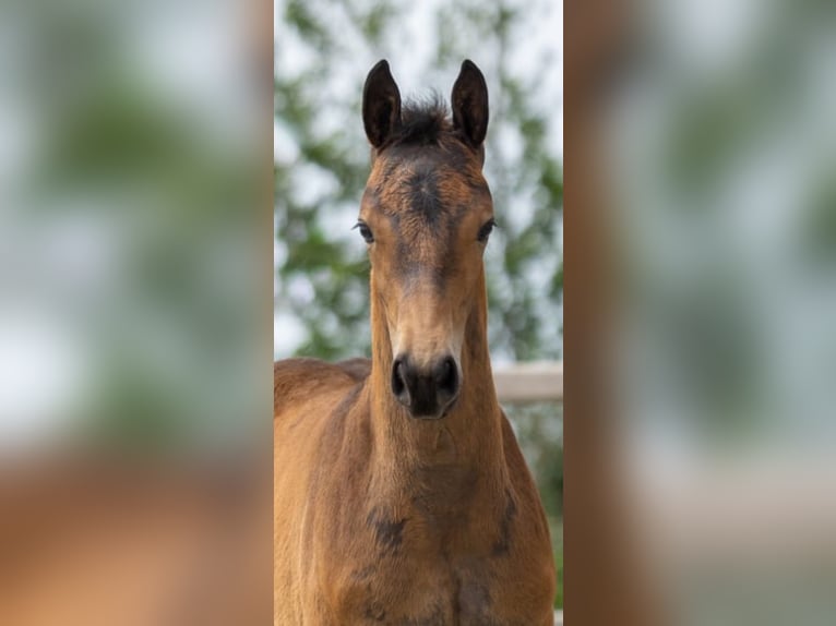 KWPN Jument Poulain (04/2026) Bai brun in Heerhugowaard