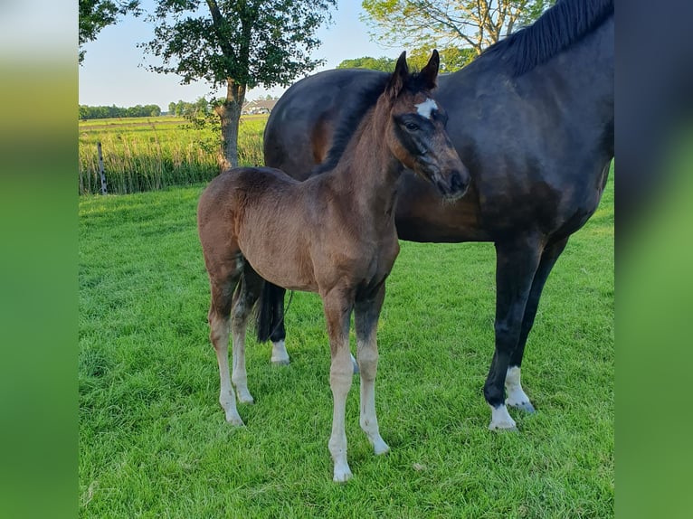 KWPN Jument  Bai brun in Putten