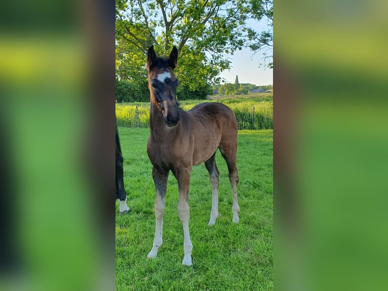 KWPN Jument  Bai brun in Putten