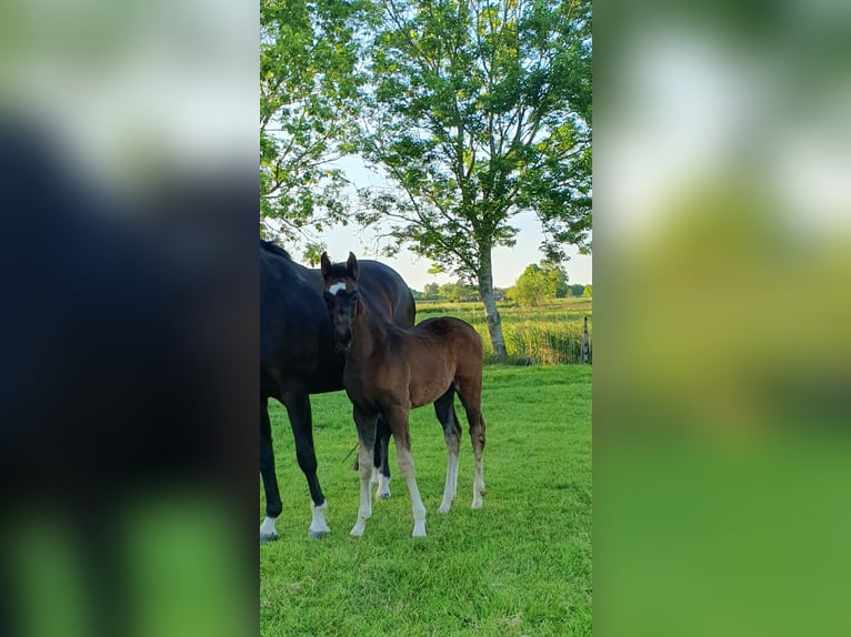 KWPN Jument  Bai brun in Putten
