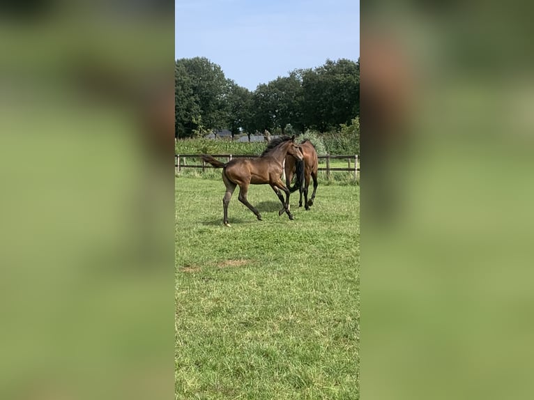 KWPN Jument Poulain (03/2024) Bai brun in Schaijk