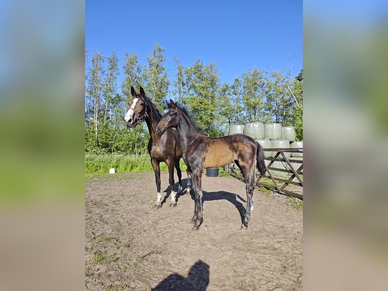 KWPN Jument Poulain (01/2025) Bai brun in Wanneperveen