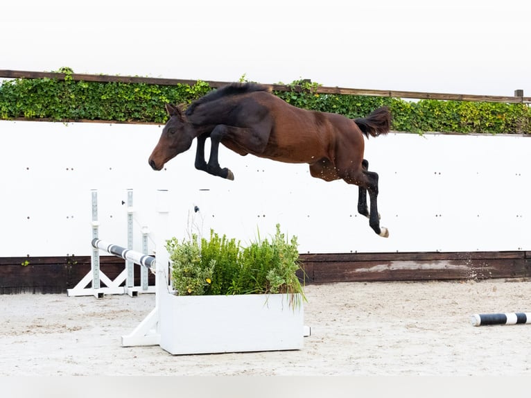 KWPN Jument Poulain (03/2025) Bai brun in Waddinxveen KWPN Jument Poulain (03/2025) Bai brun in Waddinxveen