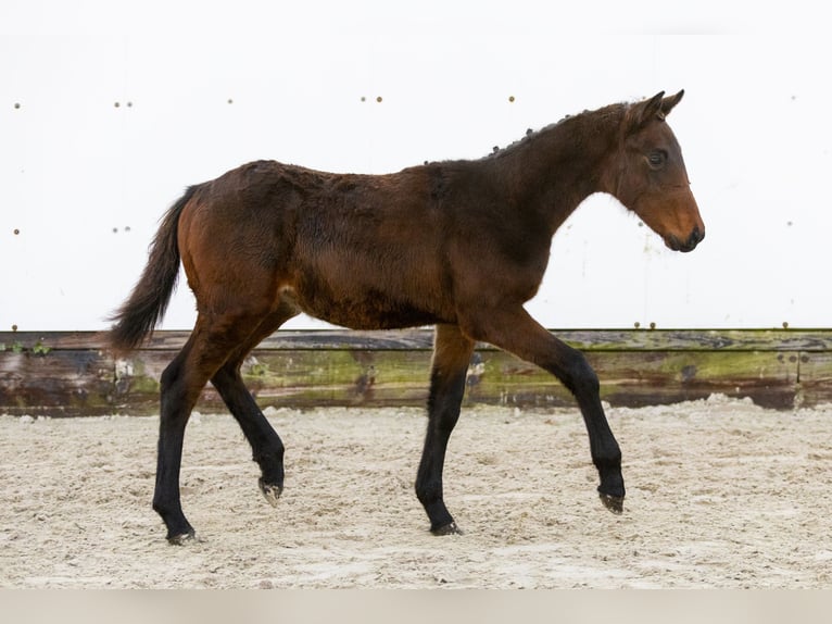 KWPN Jument Poulain (06/2024) Bai brun in Waddinxveen