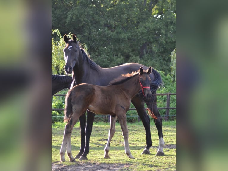 KWPN Jument Poulain (05/2025) Bai brun foncé in Ankeveen