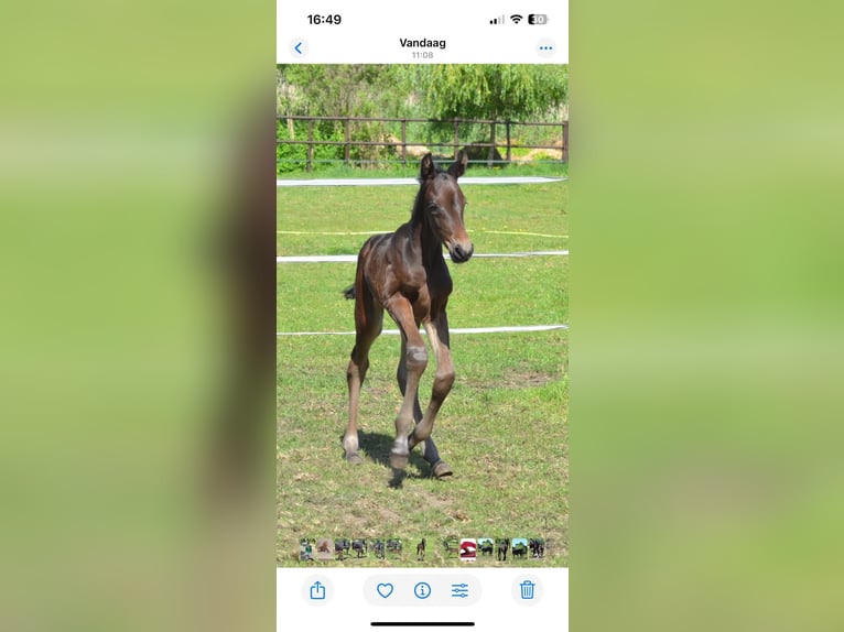 KWPN Jument Poulain (05/2025) Bai brun foncé in Ankeveen