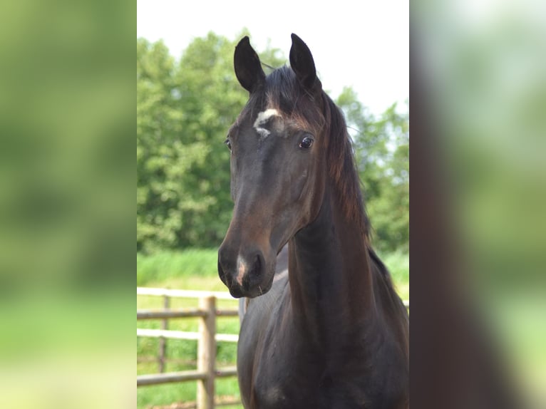 KWPN Jument Poulain (05/2025) Bai brun foncé in Ankeveen