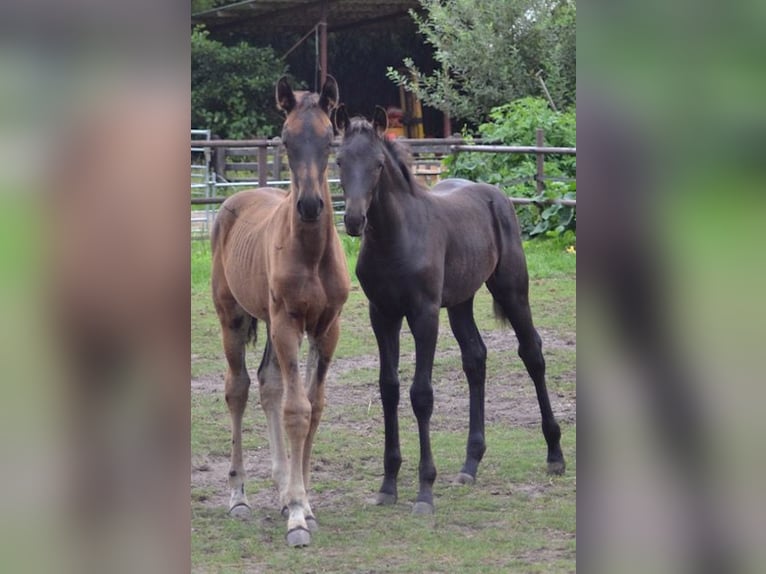 KWPN Jument Poulain (05/2025) Bai brun foncé in Ankeveen
